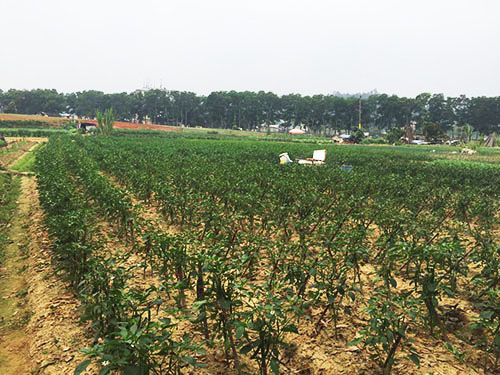 茄子种植基地